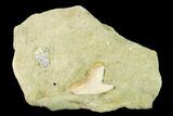 Fossil Shark (Physogaleus) Tooth - Bakersfield, CA #144459-1